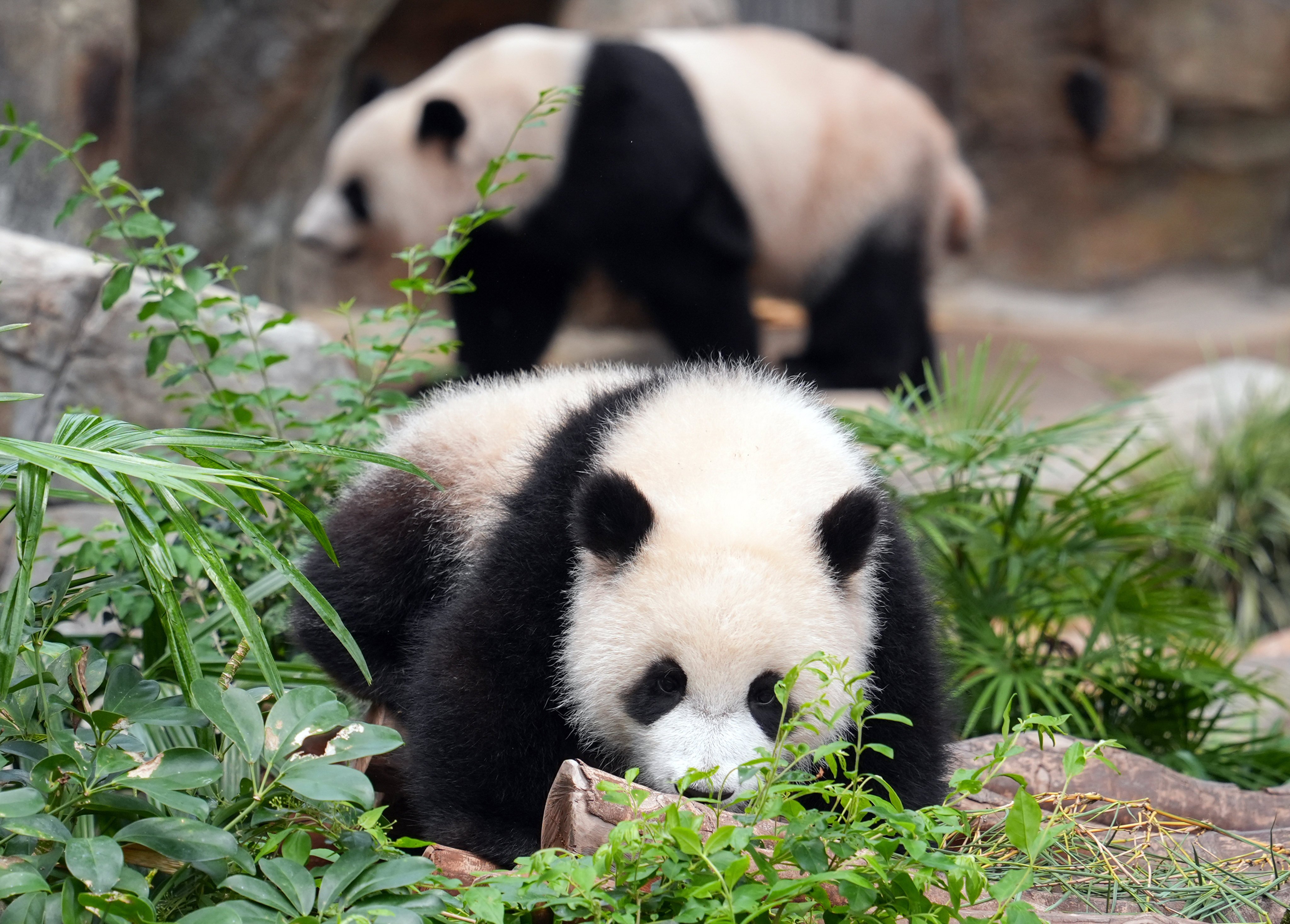 A minister has said the debut of the park’s new pandas has been “well received by both locals and visitors”. Photo: Eugene Lee