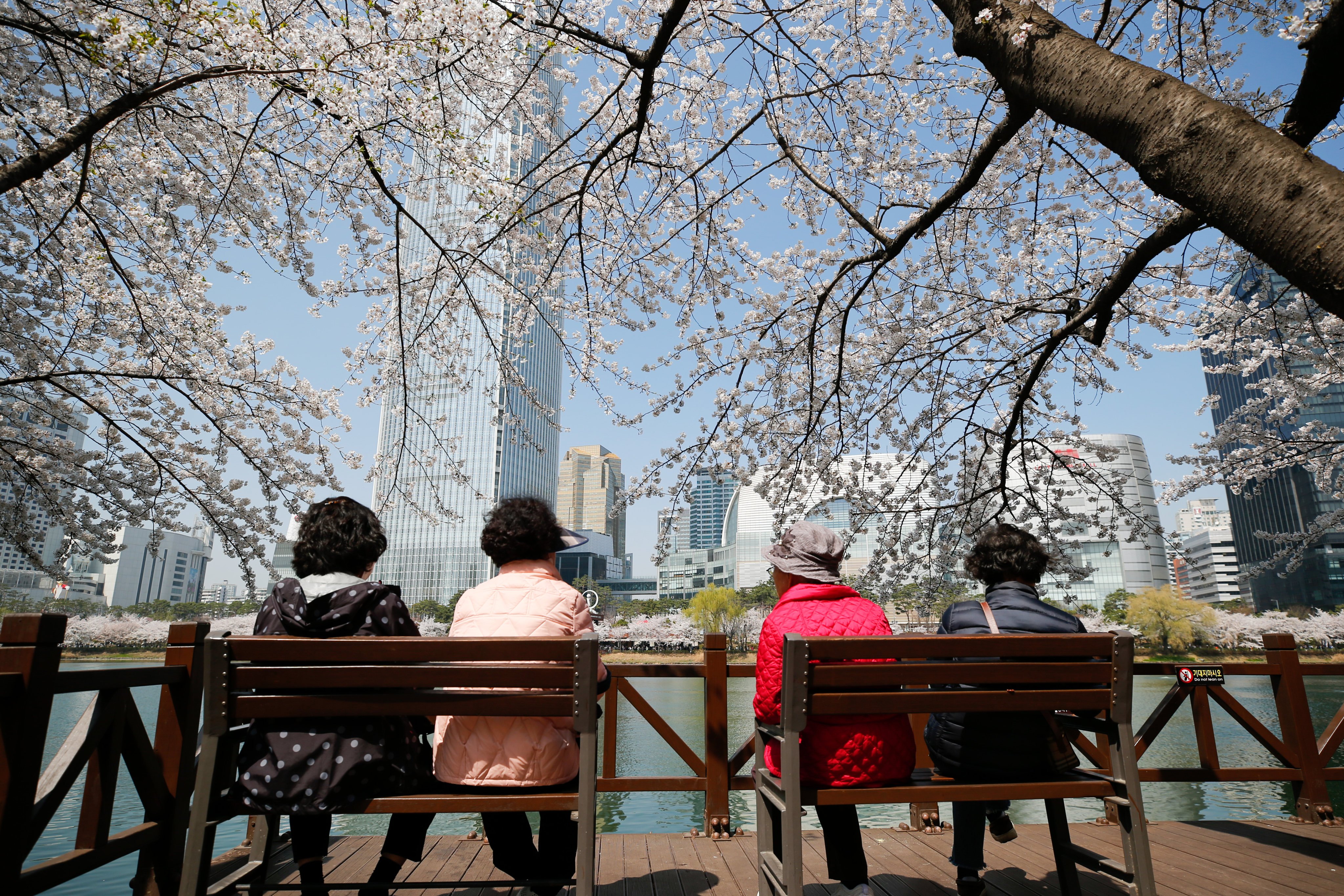People sit and admire the cherry blossoms and lakeside buildings in Seoul, South Korea, on March 30, 2023. Photo: Xinhua